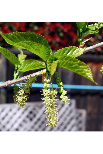 Шовковиця біла Чорна Баронесса